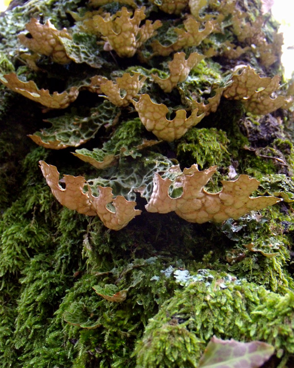 Lobaria pulmonata